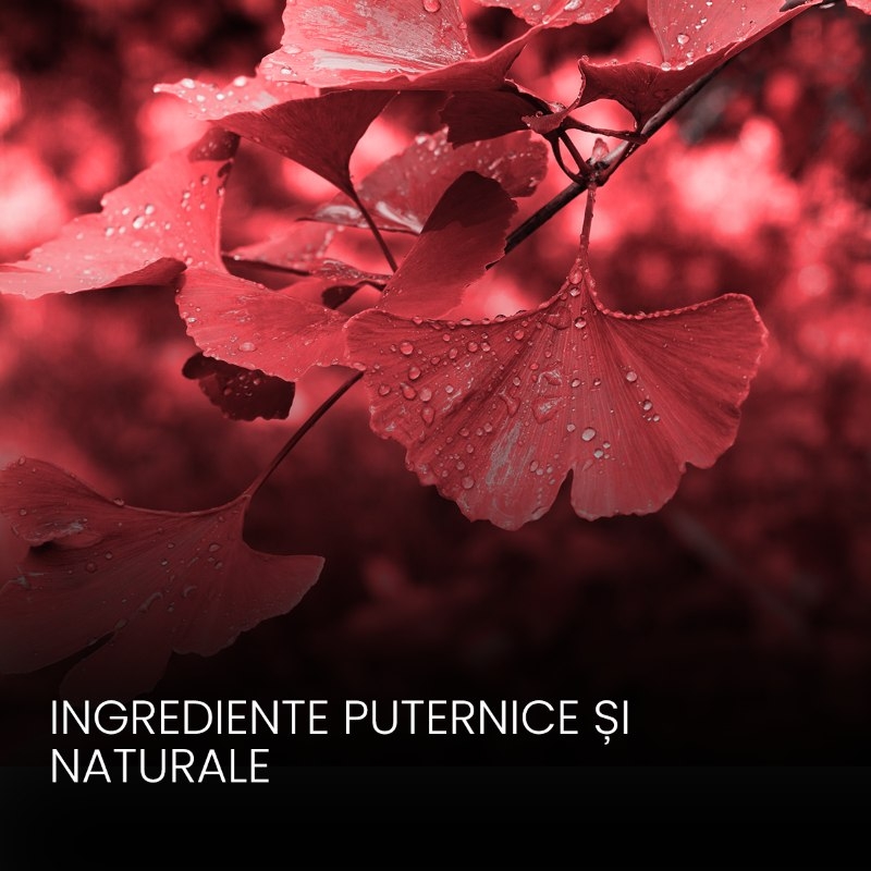 Miere afrodisiaca 10 g, 6 plicuri, Pasio Potent