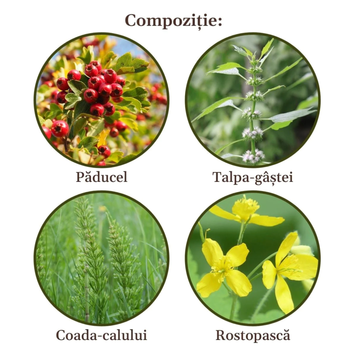 Faunus Plant - Ceai Cardiacus 90g