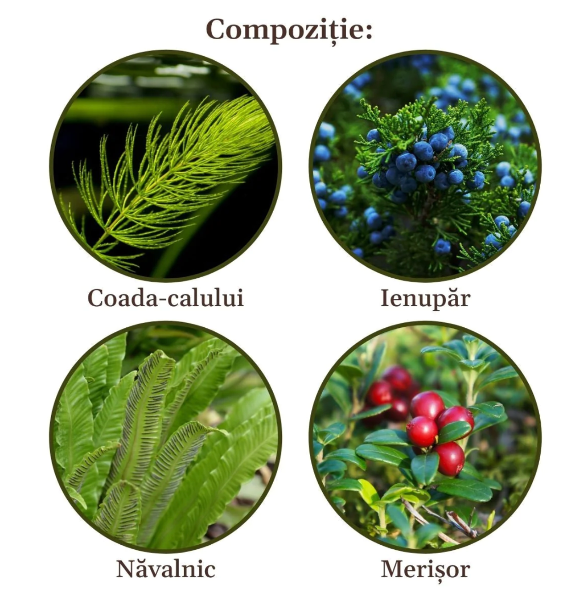 Faunus Plant - Ceai Renalus 90g
