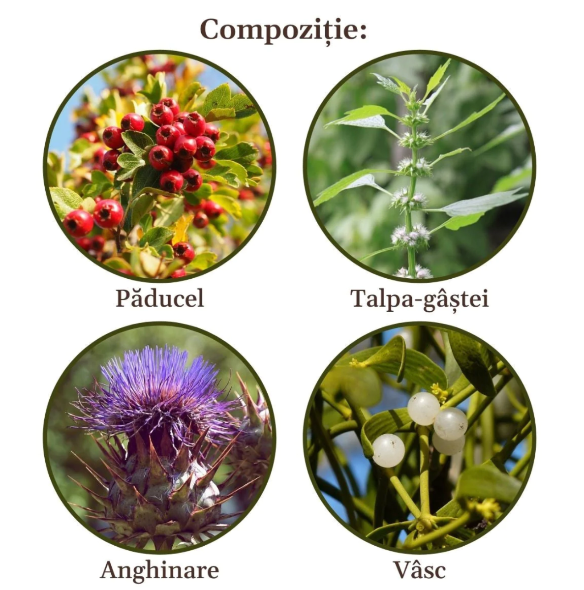 Faunus Plant - Ceai Normotensius 90g